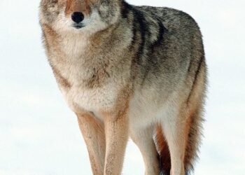 Coyotes Hunt Harbor Seal Pups on the California Coast – Gerraty – 2025 – Ecology – ESA Journals