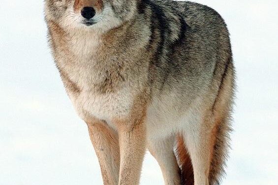 Coyotes Hunt Harbor Seal Pups on the California Coast – Gerraty – 2025 – Ecology – ESA Journals