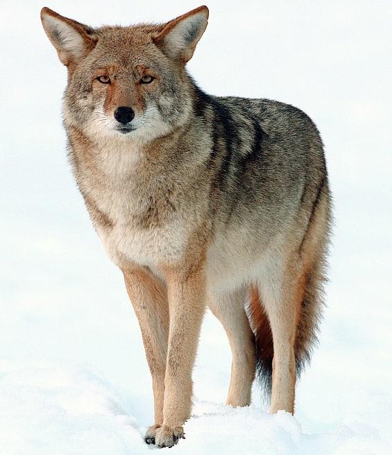 Coyotes Hunt Harbor Seal Pups on the California Coast – Gerraty – 2025 – Ecology – ESA Journals