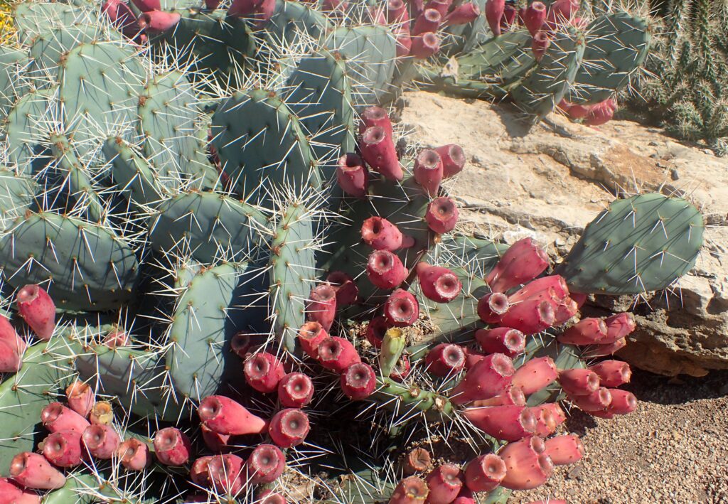 New Mexico Prickly Pear Festival expands to two-day event – Albuquerque Journal
