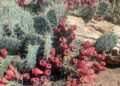 New Mexico Prickly Pear Festival expands to two-day event – Albuquerque Journal