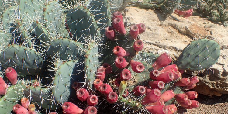 New Mexico Prickly Pear Festival expands to two-day event – Albuquerque Journal