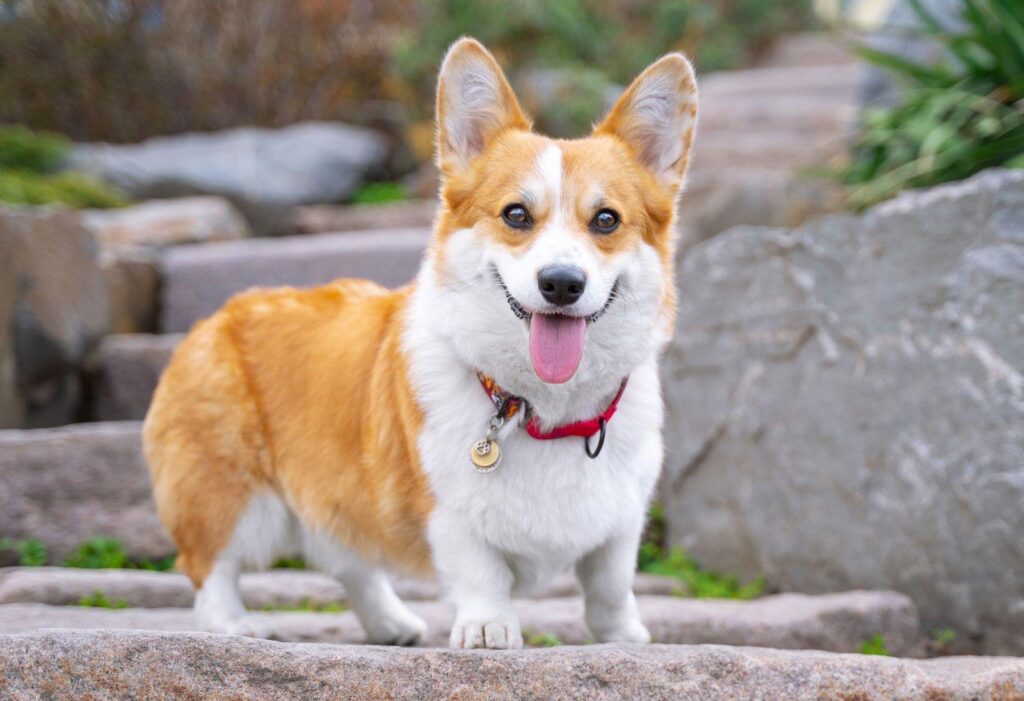 Corgi Can’t Stop Slipping & TikTok Can’t Stop Laughing – Yahoo