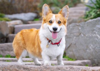 Corgi Can’t Stop Slipping & TikTok Can’t Stop Laughing – Yahoo