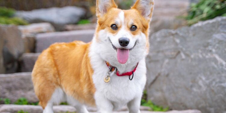 Corgi Can’t Stop Slipping & TikTok Can’t Stop Laughing – Yahoo