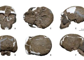 Million-year-old skull rewrites human evolution, say scientists – BBC