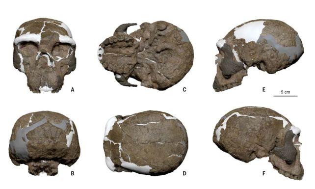 Million-year-old skull rewrites human evolution, say scientists – BBC