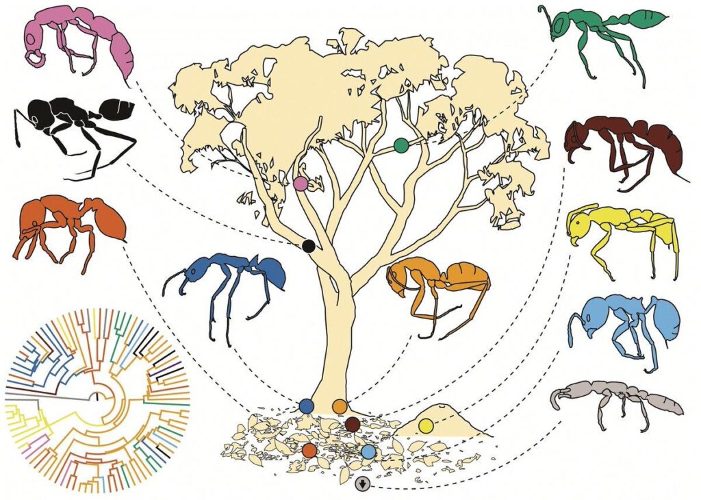 Featured in Functional Ecology – besjournals