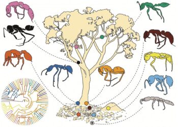Featured in Functional Ecology – besjournals