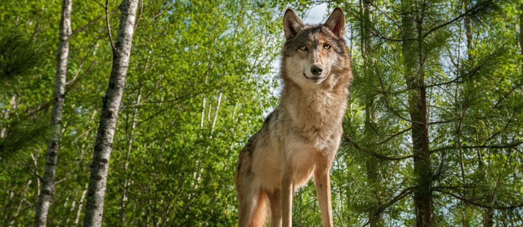 WEEKEND SCENE: Wolves, salmon, stormwater, more at 2025 West Seattle Ecology Fair, report #1 – West Seattle Blog…