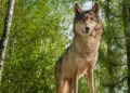 WEEKEND SCENE: Wolves, salmon, stormwater, more at 2025 West Seattle Ecology Fair, report #1 – West Seattle Blog…
