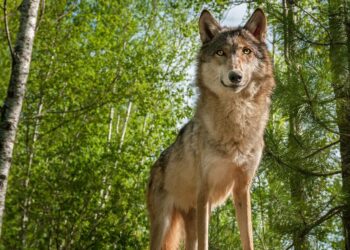 WEEKEND SCENE: Wolves, salmon, stormwater, more at 2025 West Seattle Ecology Fair, report #1 – West Seattle Blog…