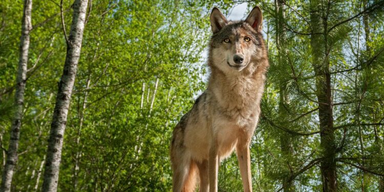 WEEKEND SCENE: Wolves, salmon, stormwater, more at 2025 West Seattle Ecology Fair, report #1 – West Seattle Blog…