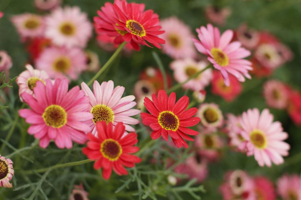 World-Building With Daisies – 032C
