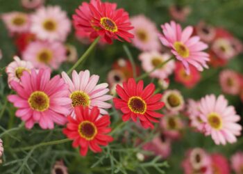 World-Building With Daisies – 032C