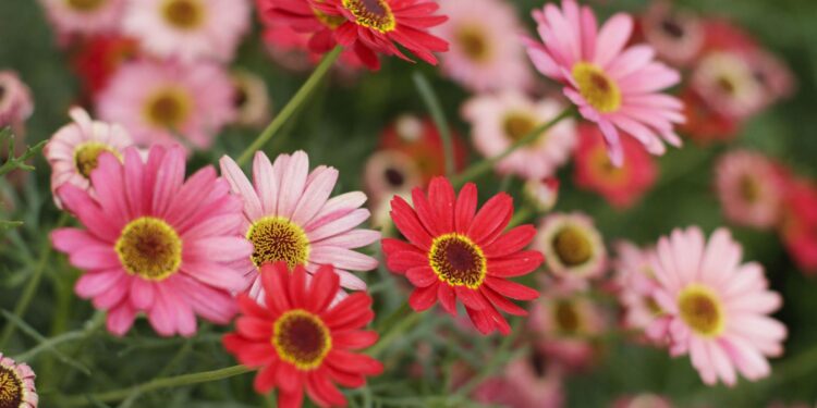 World-Building With Daisies – 032C