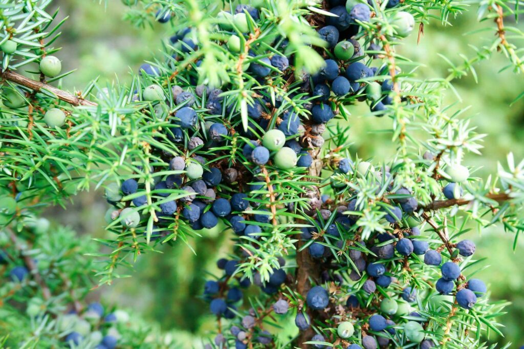 Common juniper, the oldest nonclonal woody species across the tundra biome and the European continent – ESA Journals