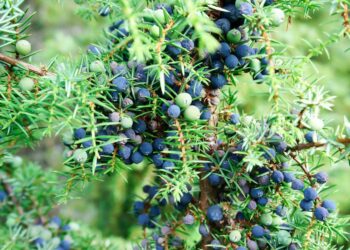 Common juniper, the oldest nonclonal woody species across the tundra biome and the European continent – ESA Journals