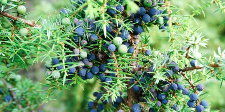 Common juniper, the oldest nonclonal woody species across the tundra biome and the European continent – ESA Journals