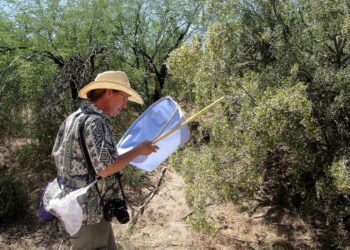 We Asked an Entomologist to Fact-Check the Science of ‘Alien: Earth’ – Esquire