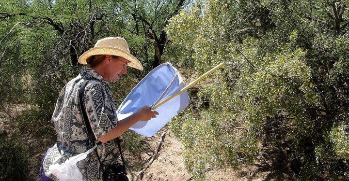 We Asked an Entomologist to Fact-Check the Science of ‘Alien: Earth’ – Esquire