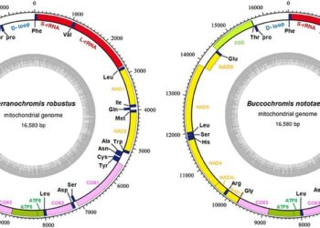Mitochondrial genomes of Middle Pleistocene horses from the open-air site complex of Schöningen – Nature