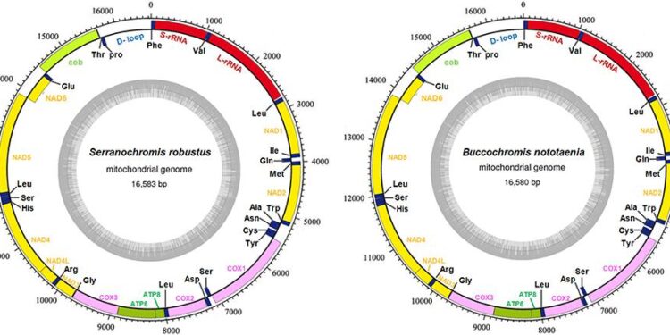 Mitochondrial genomes of Middle Pleistocene horses from the open-air site complex of Schöningen – Nature