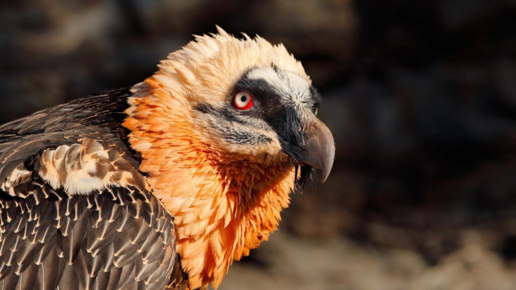 Multi-generational vulture nests hold 700 years of human artifacts – Popular Science