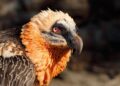 Multi-generational vulture nests hold 700 years of human artifacts – Popular Science