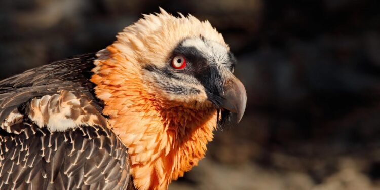 Multi-generational vulture nests hold 700 years of human artifacts – Popular Science
