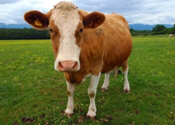 Forget Cowbells. Cows Wear High-Tech Collars Now. – The New York Times