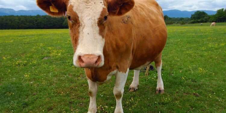 Forget Cowbells. Cows Wear High-Tech Collars Now. – The New York Times