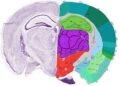 Scientists used AI to map uncharted areas of the mouse brain – Live Science