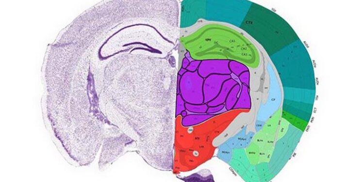 Scientists used AI to map uncharted areas of the mouse brain – Live Science