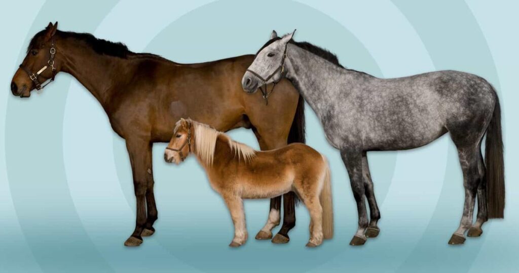 Horses making the rounds at Florida hospitals – The Union Democrat