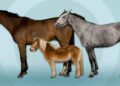 Horses making the rounds at Florida hospitals – The Union Democrat