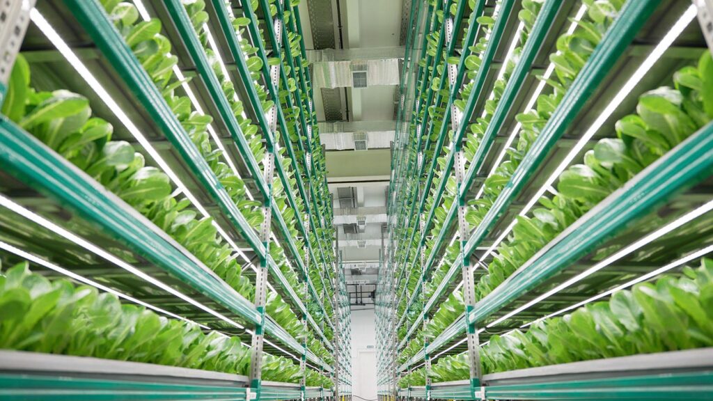 Taylor Robinson on Data, Biosecurity, and the Science Behind Healthier Vertical Farms – iGrow News