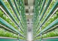 Taylor Robinson on Data, Biosecurity, and the Science Behind Healthier Vertical Farms – iGrow News