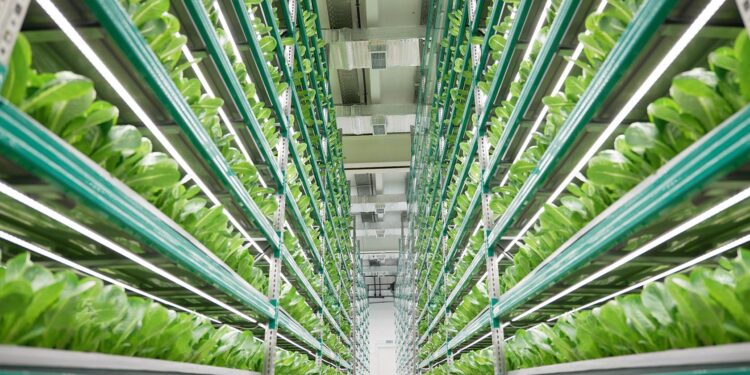 Taylor Robinson on Data, Biosecurity, and the Science Behind Healthier Vertical Farms – iGrow News