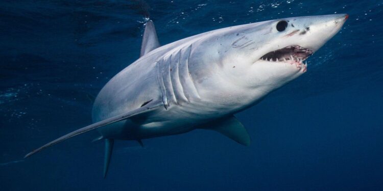 Sharks’ John Klingberg: Strikes on power play – CBS Sports