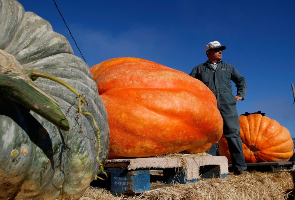 How to grow a giant pumpkin, with help from science – WyomingNews.com