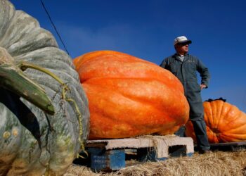 How to grow a giant pumpkin, with help from science – WyomingNews.com