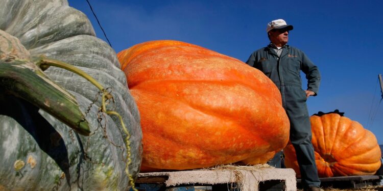 How to grow a giant pumpkin, with help from science – WyomingNews.com