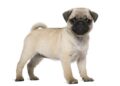 Pug Meets New Pug Puppy Sibling for First Time and Hilarious Mayhem Ensues – yahoo.com