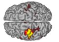 Scientists find the brain’s hidden pulse that may predict Alzheimer’s – ScienceDaily