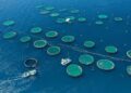The $2.5 trillion ocean economy is at a crossroads. Capital must act now – Fortune