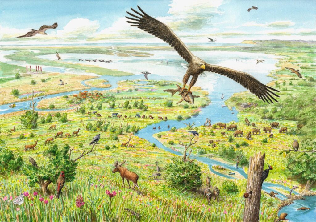 ‘Rewilding’ promoted as key contributor to conservation efforts – China Daily