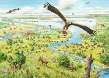 ‘Rewilding’ promoted as key contributor to conservation efforts – China Daily
