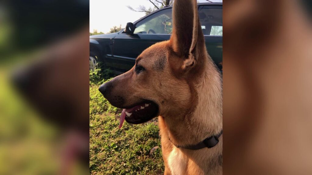Man Missing His Dog While at the Club Is Far Too Relatable – Yahoo