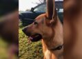 Man Missing His Dog While at the Club Is Far Too Relatable – Yahoo